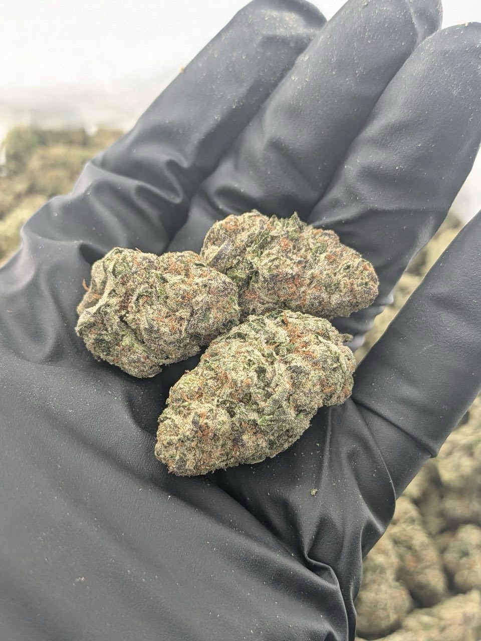 Lemon Zours strain